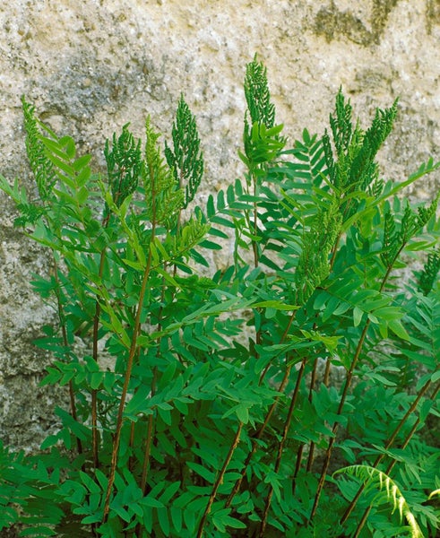 Osmunda regalis, Königsfarn, ca. 9x9 cm Topf