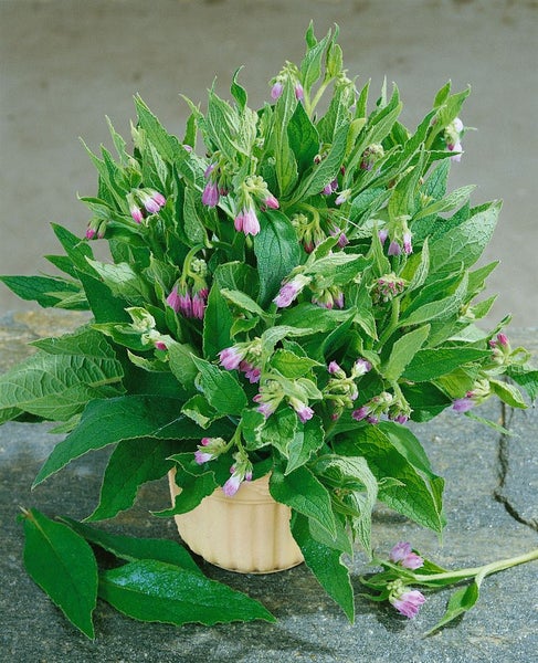 Beinwellpflanze in einem Topf mit grünen Blättern und rosa Blüten