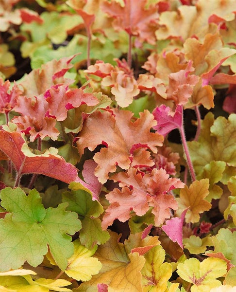 Nahaufnahme von Heuchera Pflanzen mit Blättern