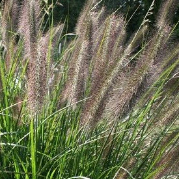 Pennisetum Ziergras im Detail