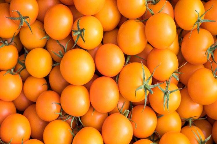 SAFLAX Garden in the bag - BIO - Tomate - Golden Queen - Solanum lycopersicum - 15 Samen - Mit Anzuchtsubstrat im praktischen, selbst aufstellenden Beutel