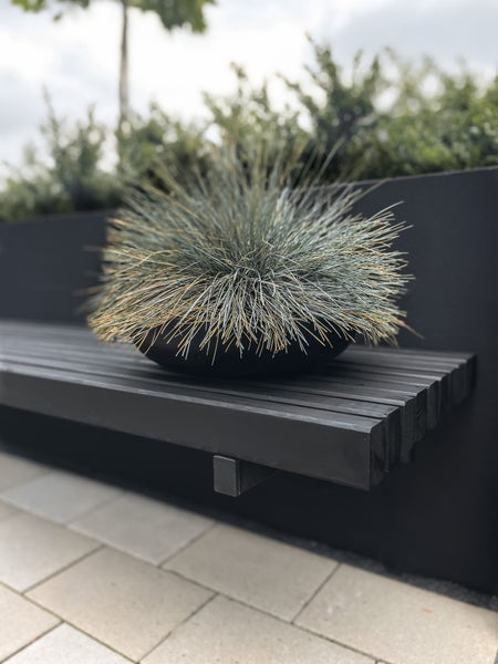 Blauschwingel in einer schwarzen Pflanzschale auf einer schwarzen Holzbank aus Holzlatten in einem modern gestalteten Garten.