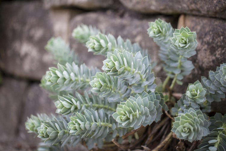 Euphorbia myrsinites, Walzen-Wolfsmilch, ca. 9x9 cm Topf