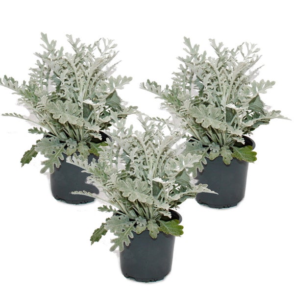 Senecio maritima Silberblatt Dekorative Pflanze mit silbrigem Laub 11cm Topf Set mit 3 Pflanzen