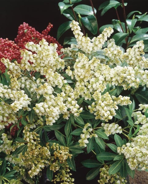 Pieris japonica 'Debutante', Japanische Lavendelheide, weiß, 20–25 cm