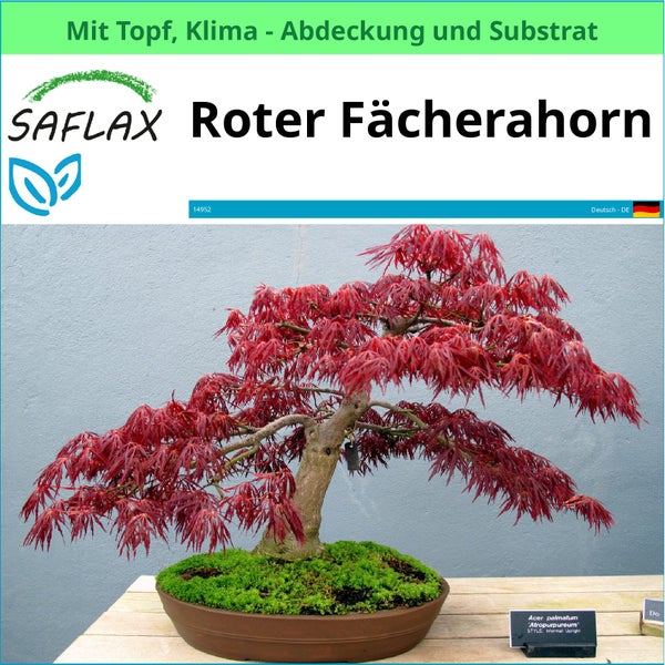 Roter Fächerahorn im Topf mit Klimaabdeckung und Substrat