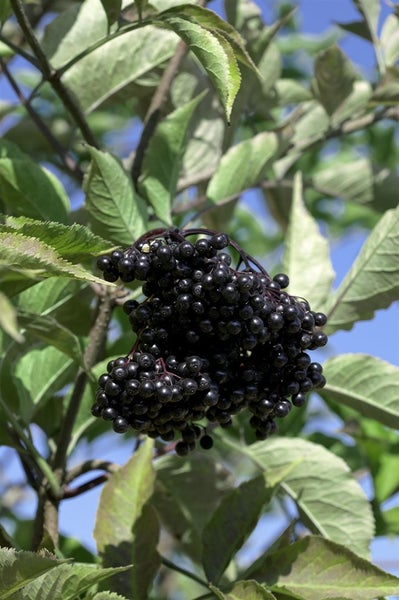 Sambucus nigra 'Haschberg', Schwarzer Holunder, 60–100 cm, ertragreich