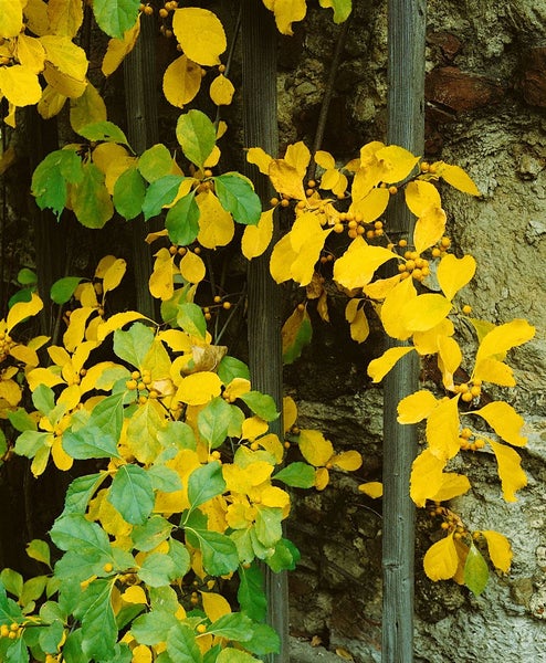 Celastrus orbiculatus 'Hercules', Kletterpflanze, 150–200 cm