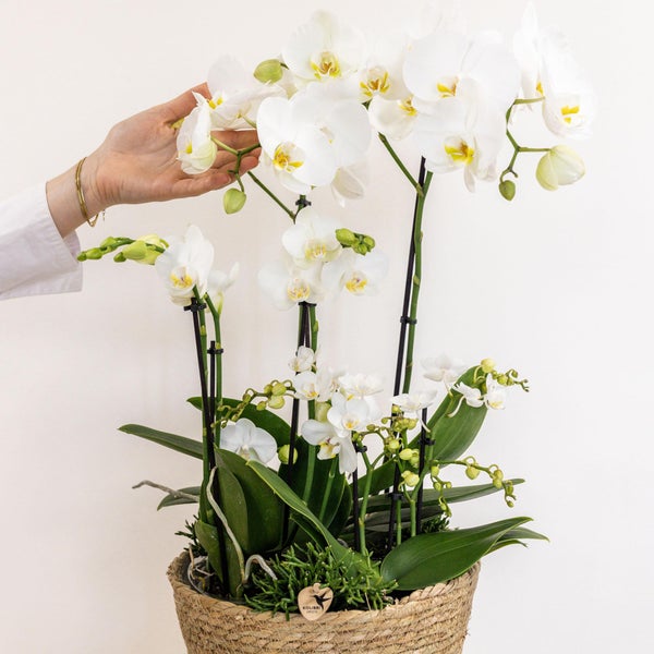 Kolibri Orchids weißes Pflanzenset im Schilfkorb inkl. Wassertank drei weiße Orchideen und drei Grünpflanzen Rhipsalis Feldstrauß weiß mit autarkem Wassertank