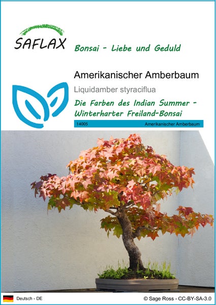 SAFLAX  - Amerikanischer Amberbaum - Liquidamber styraciflua - 100 Samen