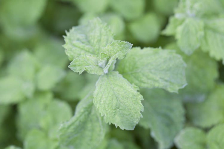 Mentha sp. 'Mojito', Minze, ca. 11x11 cm Topf