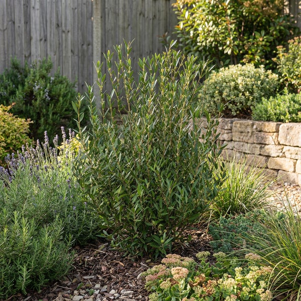 Ein grüner Strauch in einem bepflanzten Gartenbeet mit Lavendel, Gräsern und einer Natursteinmauer im Hintergrund.