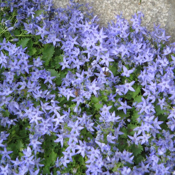 Blüte der Zwerg-Glockenblume im Garten