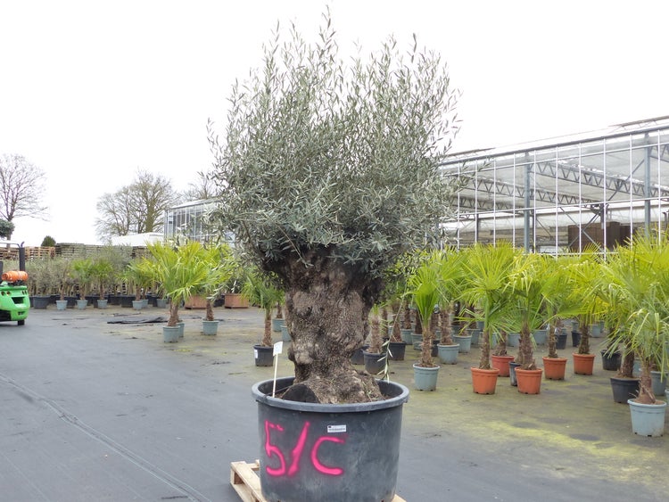 genau diesen Baum Nr. 5/C, 250 cm, Olivenbaum, knorrige alte urige Olive winterhart