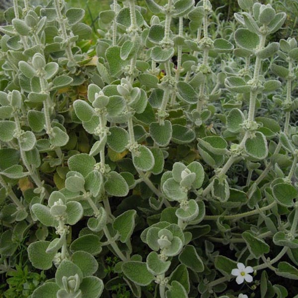 Nahaufnahme einer Silberblatt-Pflanze mit runden Blättern