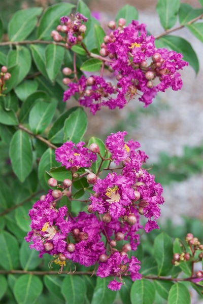 Blütenstand einer Lagerströmie mit grünen Blättern