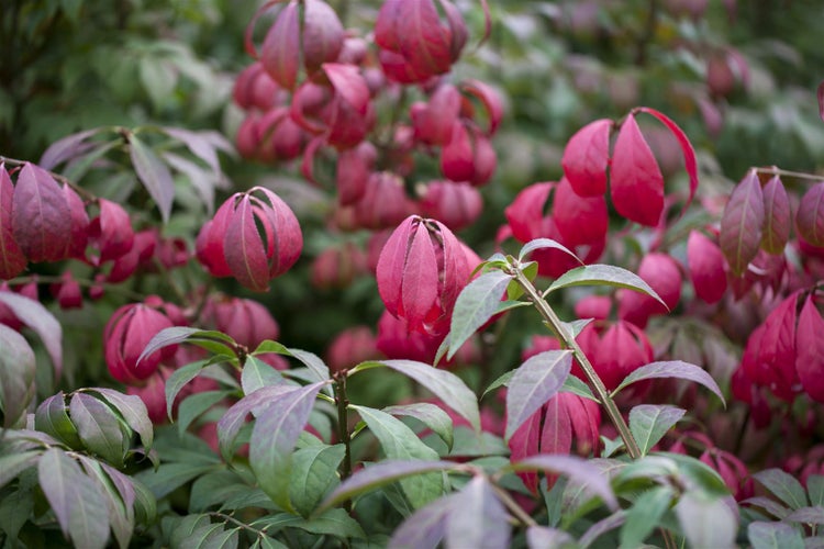 Euonymus alatus 'Compactus', Flügel-Spindelstrauch, 30–40 cm