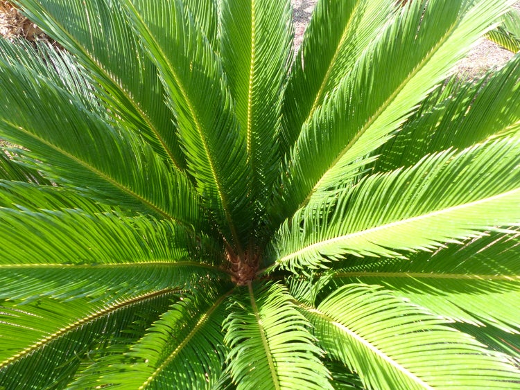 Draufsicht auf die gefiederten Blätter eines Palmfarns