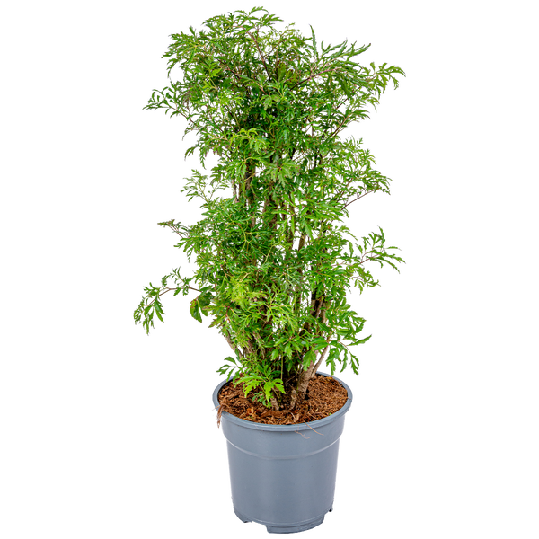 Bloomique - Polyscias Fruticosa - Aralie - Zimmerpflanzen - Luftreinigend - Tierfreundlich - Zimmerpflanzen - 50-70 cm Hoch - Topf 17 cm