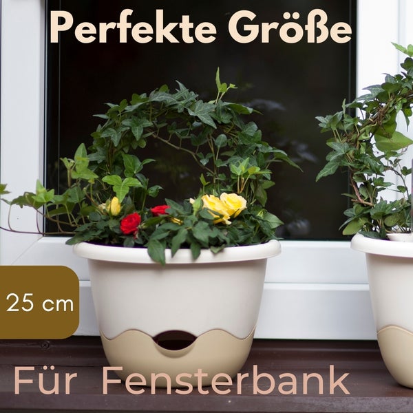 Blumenkasten mit Pflanzen auf einer Fensterbank, circa 25 cm groß