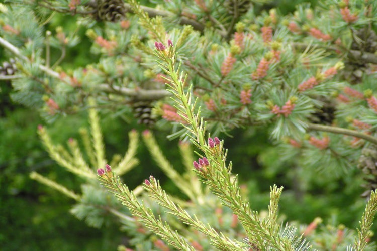 SAFLAX Garden to go - Mädchenkiefer - Pinus parviflora - 10 Samen - Mit Topf, Klima - Deckel und Anzuchtsubstrat
