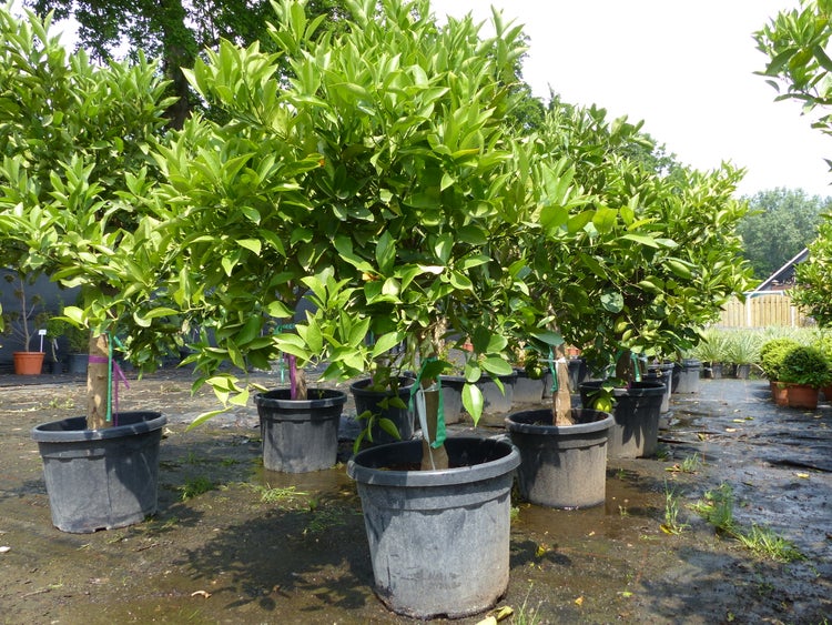 Citrus Sinensis Bonsai Orangenbaum 160-200 cm Zitrus Orange Obstbaum