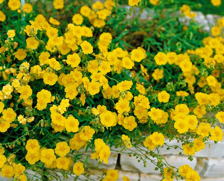 Helianthemum x cult., Sonnenröschen, gelb, ca. 9x9 cm Topf