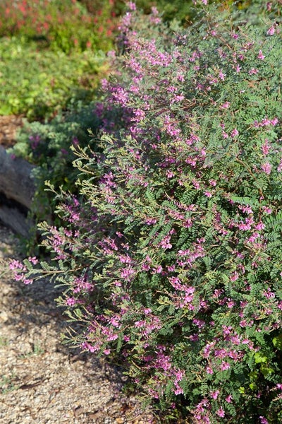 Blühender Strauch mit kleinen rosa Blüten und grünen Blättern im Garten.