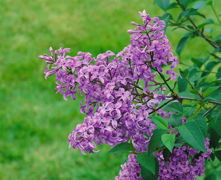 Syringa chinensis 'Saugeana', Chinesischer Flieder, purpurrot, 60–100 cm