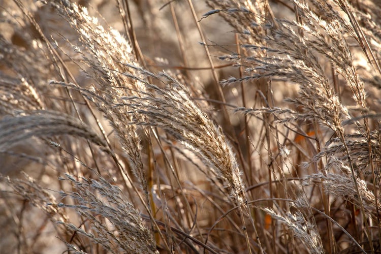 Miscanthus sinensis 'Roter Oktober', Chinaschilf, rot, 3-5 Liter Container