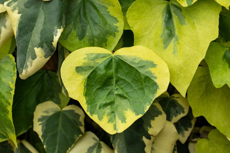 Hedera colchica 'Dentata Variegata', Efeu, panaschiert, 40–60 cm