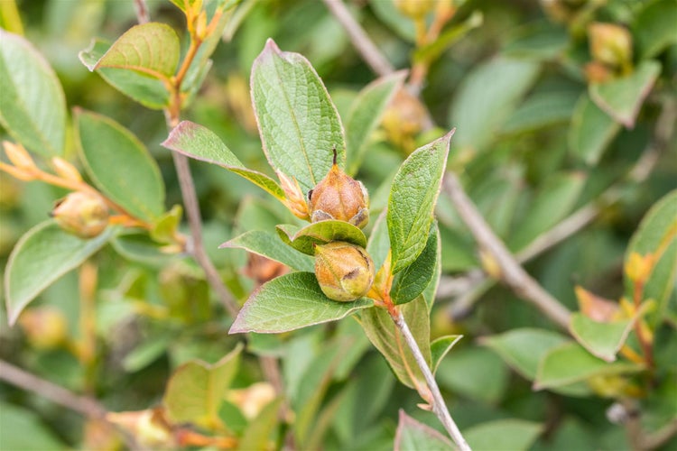 Stewartia pseudocamellia, Japanische Scheinkamelie, 125–150 cm