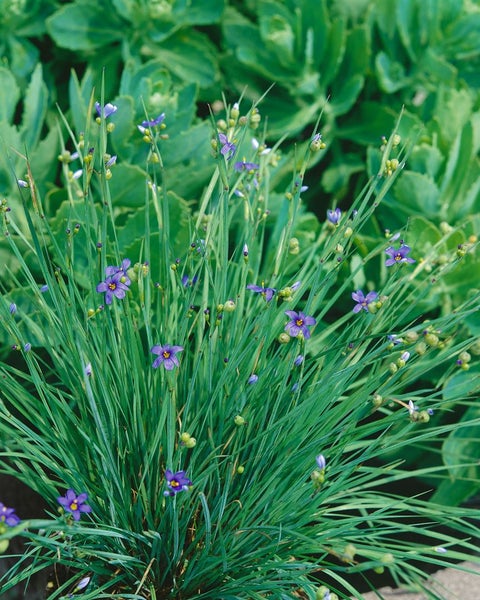 Sisyrinchium angustifolium, Blauäugiges Gras, ca. 9x9 cm Topf
