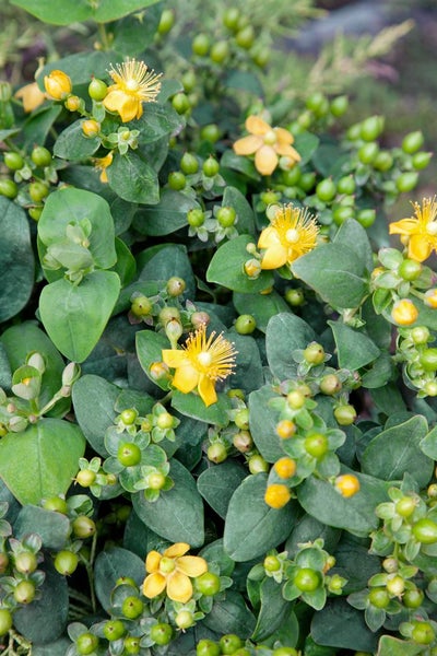 Hypericum calycinum 'Rose von Sharon', gelb, ca. 9x9 cm Topf