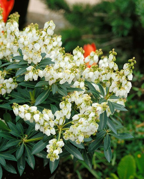 Schattenglöckchen mit weißen Blüten und grünen Blättern.