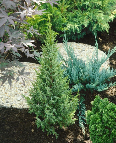 Juniperus squamata 'Loderi', Blauer Zwergwacholder, 20–25 cm
