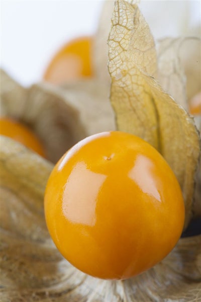 Physalis peruviana, Andenbeere, essbar, ca. 11x11 cm Topf