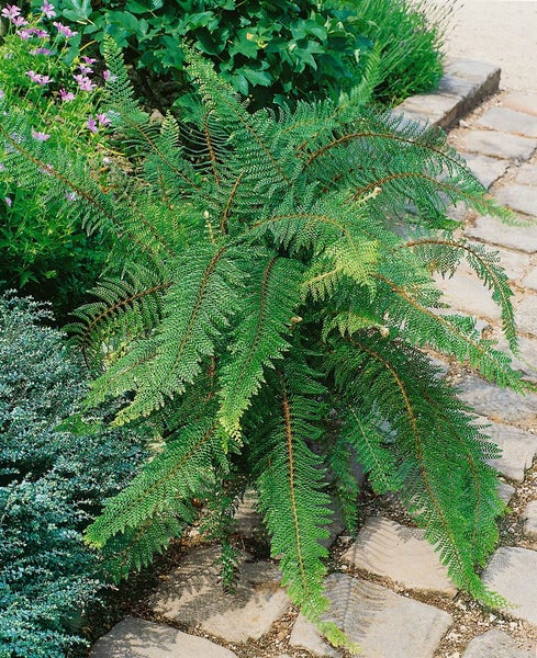 Polystichum setiferum 'Proliferum', Schildfarn, ca. 9x9 cm Topf
