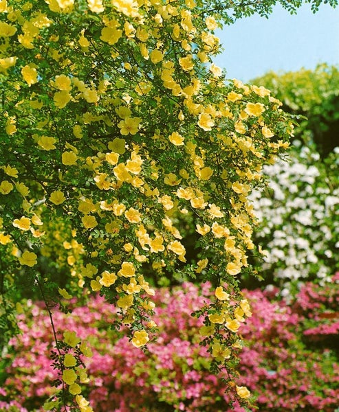 Rosa 'Frühlingsgold', Strauchrose, gelb, 5-7,5 Liter Container