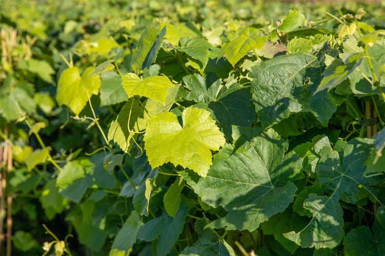 Vitis vinifera 'Romulus', Weinrebe, 80–100 cm
