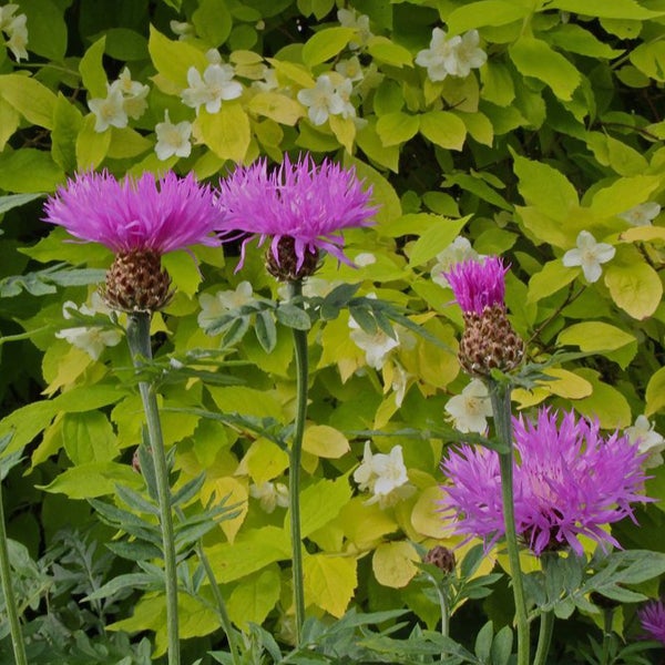 Blühende Flockenblumen im Gartenbeet