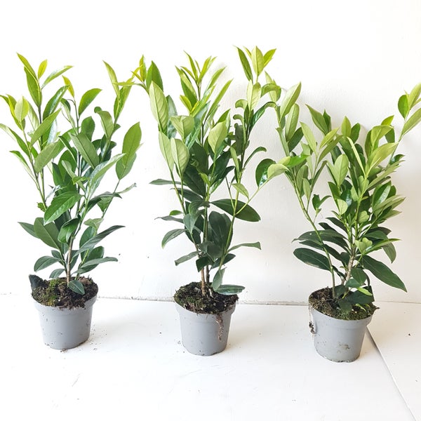 20 Pflanzen - Prunus laurocerasus Caucasica, Kirschlorbeer Pflanzen, Höhe: 50-70 cm