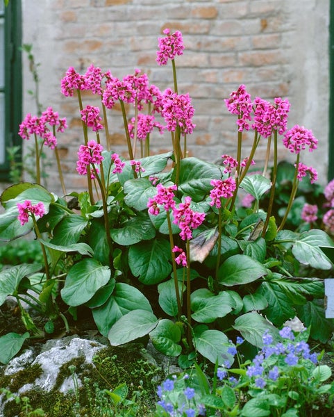 Bergenia cordifolia, Riesensteinbrech, rosa Blüten, ca. 11x11 cm Topf