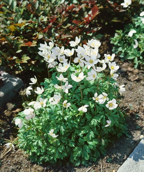 Anemone sylvestris, Schneewindröschen, weiß, ca. 9x9 cm Topf