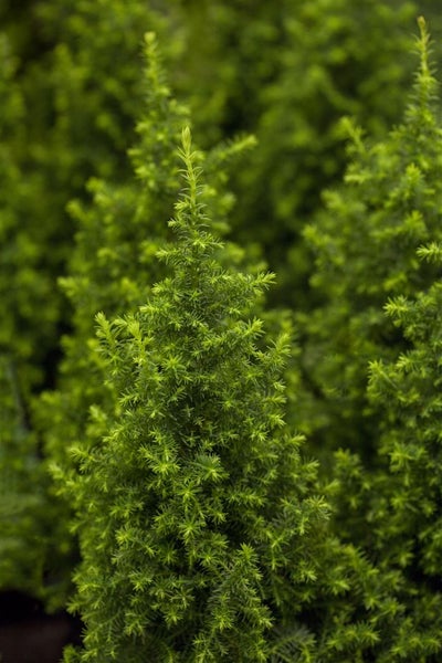 Chamaecyparis thyoides 'Top Point', Scheinzypresse, 20–30 cm
