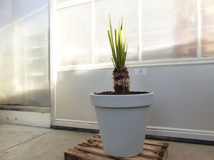 Yucca Faxoniana, 130 cm, Stamm 23 cm, Faxon Yucca, Palmilla, winterhart -20C