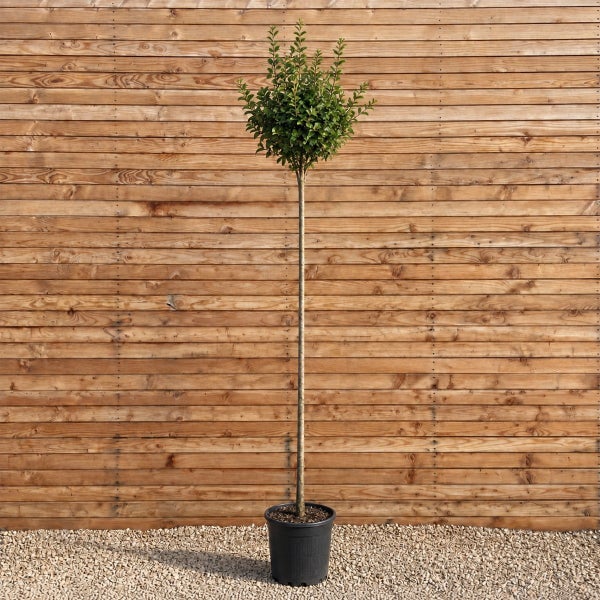 Liguster Hochstamm im Kunststofftopf als dekorative Gartenpflanze vor einer Holzwand.