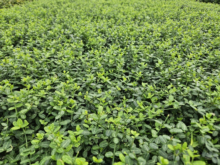 Dichter Bodendecker mit kleinen grünen Blättern, ideal für die flächendeckende Gartenbepflanzung.