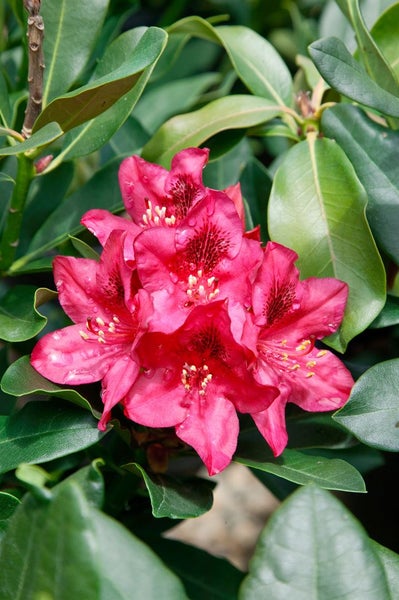 Rhododendron 'Nova Zembla', rot, 60–70 cm