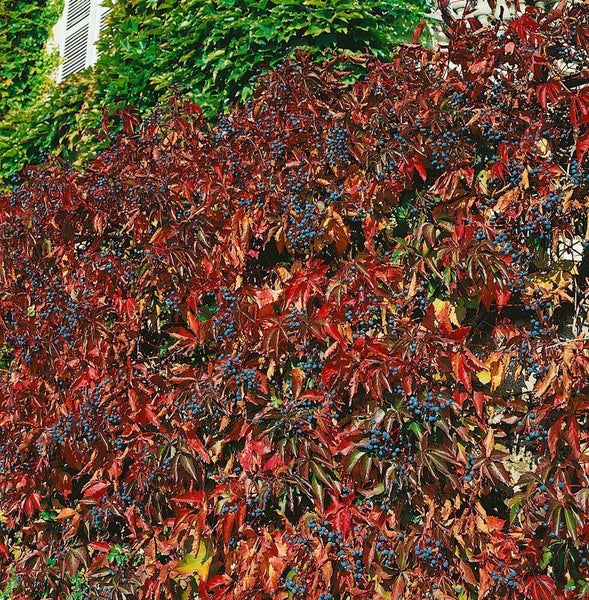 Parthenocissus quinquefolia, Wilder Wein, 60–100 cm